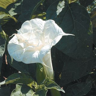 Ballerina White Datura Thumbnail